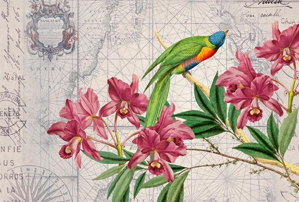 ARTIST STAMPA DIGITALE  TNT BIRD DISCOVERY MIS.270X400CM