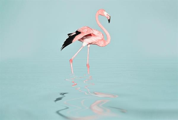 ARTIST STAMPA DIGITALE  TNT FLAMINGO WATER MIS.270X400CM