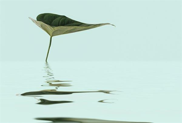 ARTIST STAMPA DIGITALE  TNT ZEN WATER MIS.270X400CM