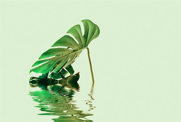 ARTIST STAMPA DIGITALE  TNT MONSTERA LEAF 2 MIS.270X400CM