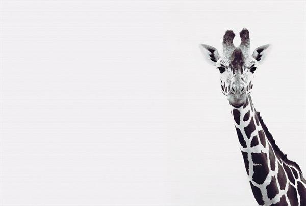 ARTIST STAMPA DIGITALE  TNT GIRAFFE MIS.270X400 CM
