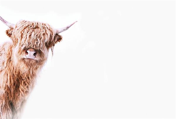 ARTIST STAMPA DIGITALE  TNT HIGHLAND CATTLE2  MIS.270X400CM