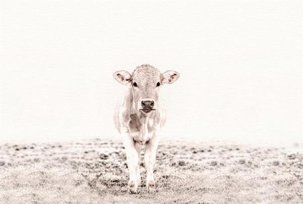 ARTIST STAMPA DIGITALE  TNT HIGHLAND CATTLE3 270X400CM