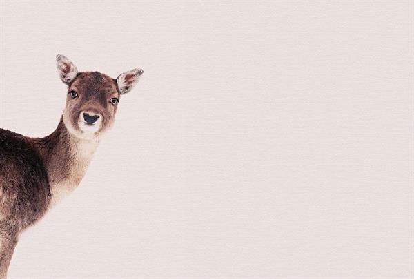 ARTIST STAMPA DIGITALE  TNT DEER ROSE MIS.270X400CM