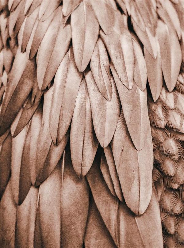 ARTIST STAMPA DIGITALE  TNT FEATHERS 1 MIS.270X200CM