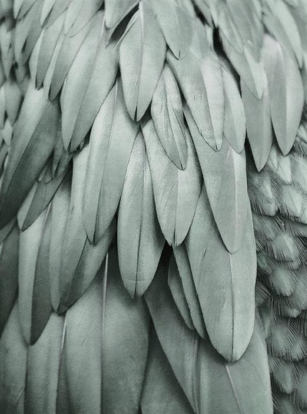 ARTIST STAMPA DIGITALE  TNT FEATHERS 2 MIS.270X200CM