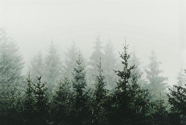 ARTIST STAMPA DIGITALE  TNT MOUNTAIN FOREST MIS.270X400CM