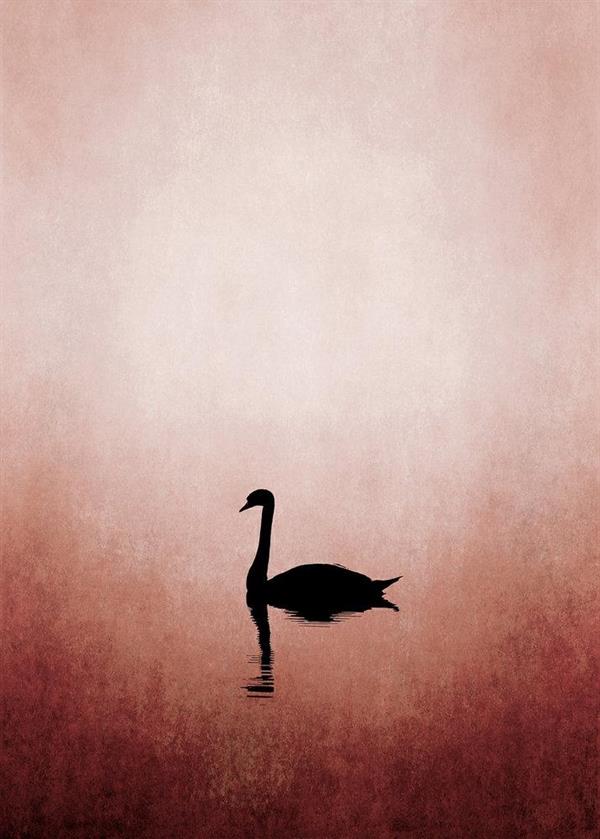 ARTIST STAMPA DIGITALE  TNT SWAN LAKE MIS.280X200CM