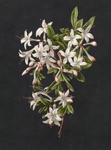 PATEL3 STAMPA DIGITALE  MIDNIGHT GARDEN 2 MIS.270X200 CM