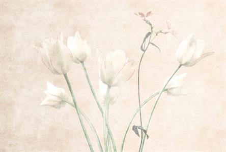 PATEL3 STAMPA DIGITALE  MORNING ROOM 3 MIS.270X400 CM