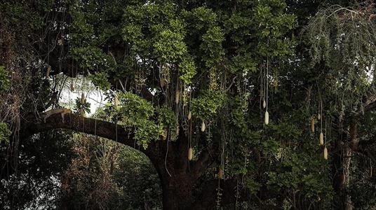 FOTOMURALE INTO ADVENTURE RESTING LEOPARD MIS.500X280CM
