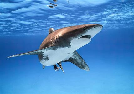 FOTOMURALE INTO ADVENTURE GREAT WHITE SHARK MIS.400X280CM
