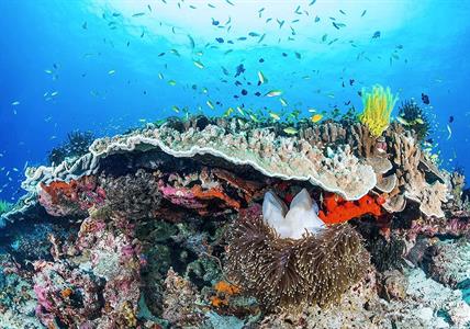 FOTOMURALE INTO ADVENTURE CORAL REEF MIS.400X280CM