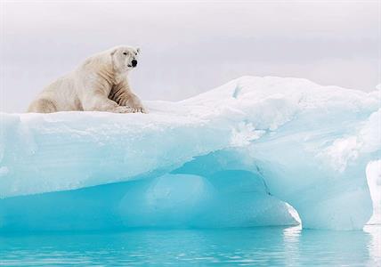 FOTOMURALE INTO ADVENTURE ARCTIC POLAR BEAR MIS.400X280CM