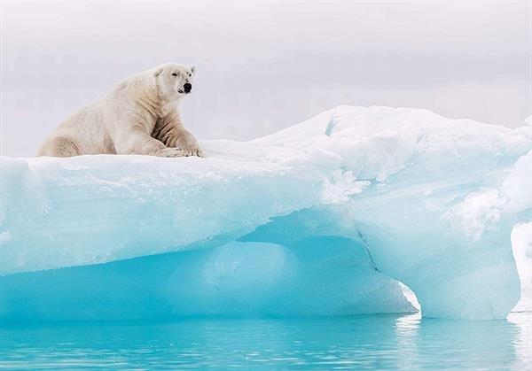 FOTOMURALE INTO ADVENTURE ARCTIC POLAR BEAR MIS.400X280CM