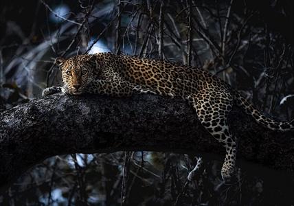 FOTOMURALE INTO ADVENTURE TNT PANTHERA MIS.400X280 CM