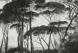 INTO THE MOOD STAMPA DIG TNT ALBERI FONDO GRIGIO AL MQ SMOOTH
