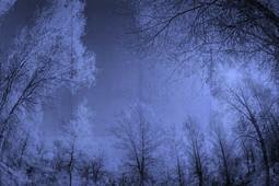 INTO THE MOOD STAMPA DIG TNT ALBERI FONDO BLU AL MQ SMOOTH