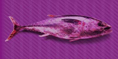 INTO THE MOOD STAMPA DIG TNT DIS. PESCE FONDO VIOLA AL MQ SMOOTH