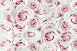INTO THE MOOD STAMPA DIG TNT ROSE ROSA IN 3D AL MQ SMOOTH