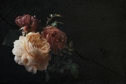 INTO THE MOOD STAMPA DIG TNT ROSE FONDO NERO AL MQ SMOOTH