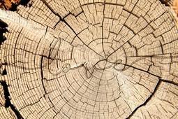 INTO THE MOOD STAMPA DIG TNT DIS. LEGNO E SCRITTA AL MQ SMOOTH