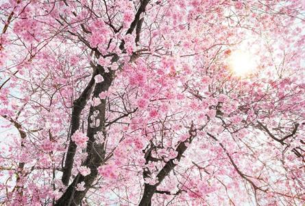 FOTOMURALE KOMAR INTO ILLUSION 2 SU TNT BLOOM 368x248cm