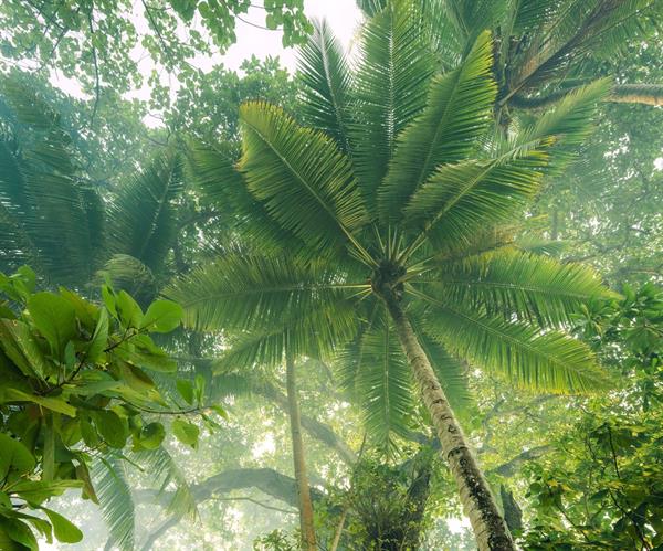 FOTOMURALE  INFINITY 2  PALMS GREEN L.MIS.300X250CM