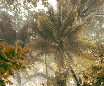 FOTOMURALE  INFINITY 2  PALMS ORANGE MIS.300X250CM