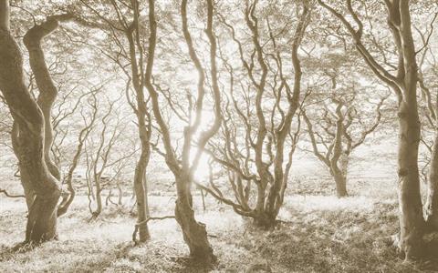 FOTOMURALE  INFINITY 2  TREES BLEACHED MIS.400X250CM