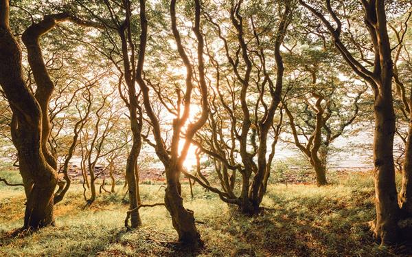 FOTOMURALE  INFINITY 2  TREES BOLD MIS.400X250CM