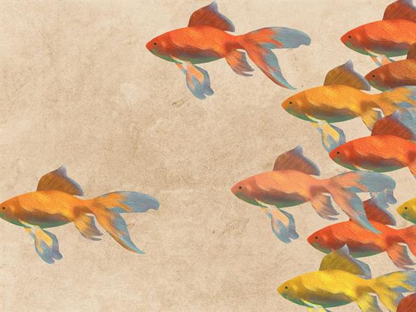 STAMPA DIG. MERAVIGLIA  MATT SEA FISH MIS. AL MQ