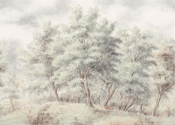 FOTOMURALE TNT SEASONS  FOREST GROVE.350x250H.CM