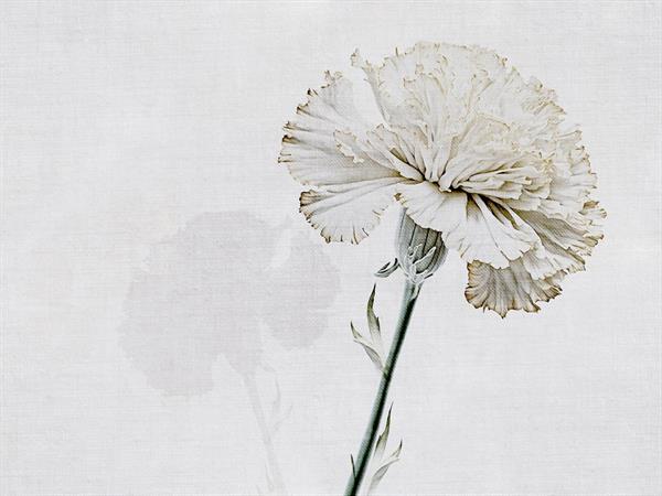 STAMPA DIG. NANOUCHE    / TNT MATT FLOWER CORAL MIS. AL MQ