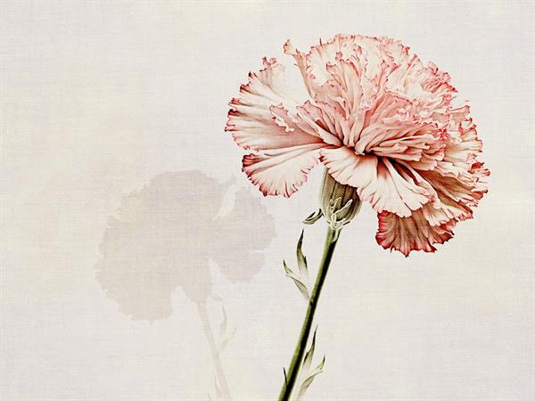 STAMPA DIG. NANOUCHE    / TNT MATT FLOWER PINK MIS.AL MQ